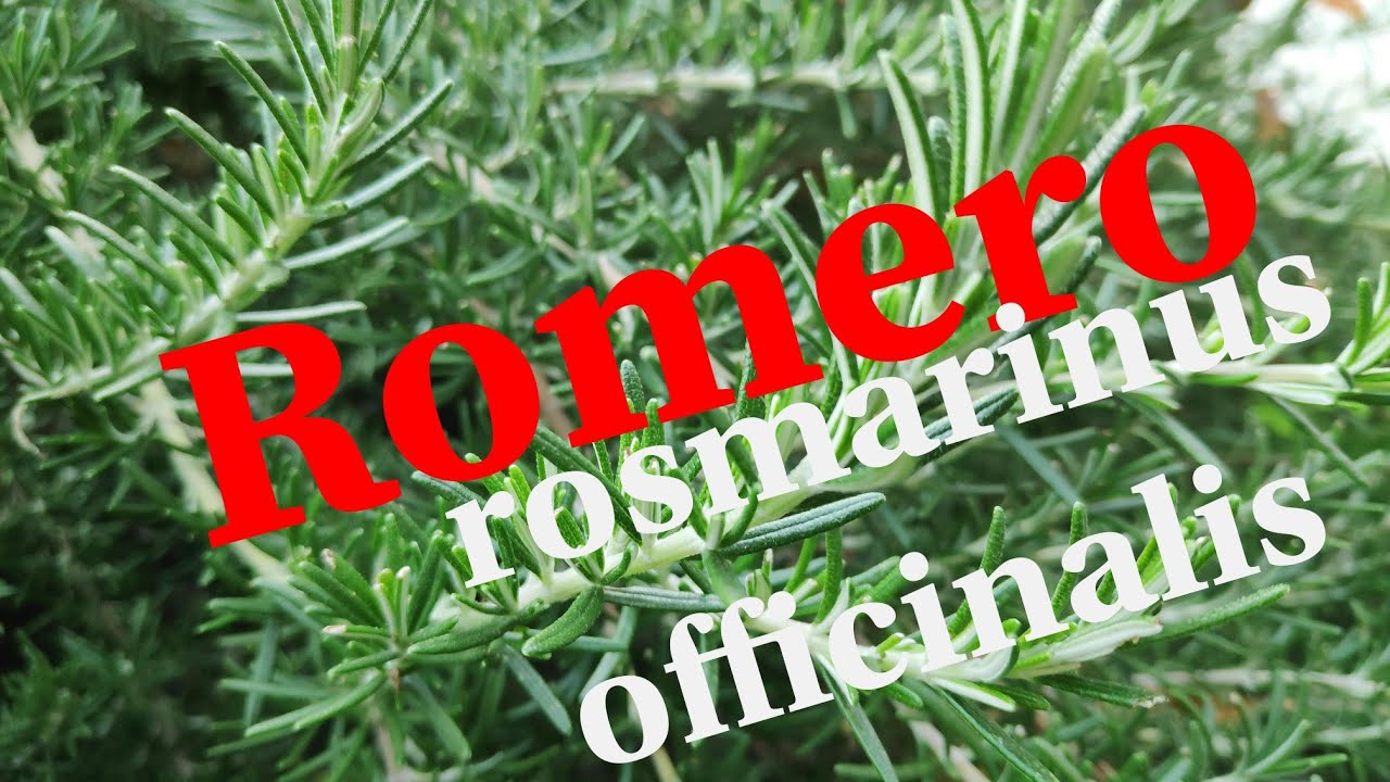 CUIDADOS DEL ROMERO. Rosmarinus officinalis. CONSEJOS PARA CULTIVAR ESTA PLANTA AROMÁTICA.