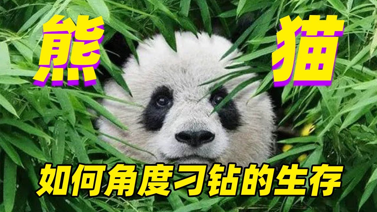 【大熊猫】吃肉的身子怎么就开始吃竹子了呢?顶流的生存哲学|Giant Panda&mdash;A strange strategy of survive
