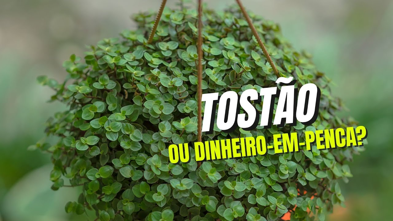 DINHEIRO-EM-PENCA OU TOSTÃO: COMO CUIDAR