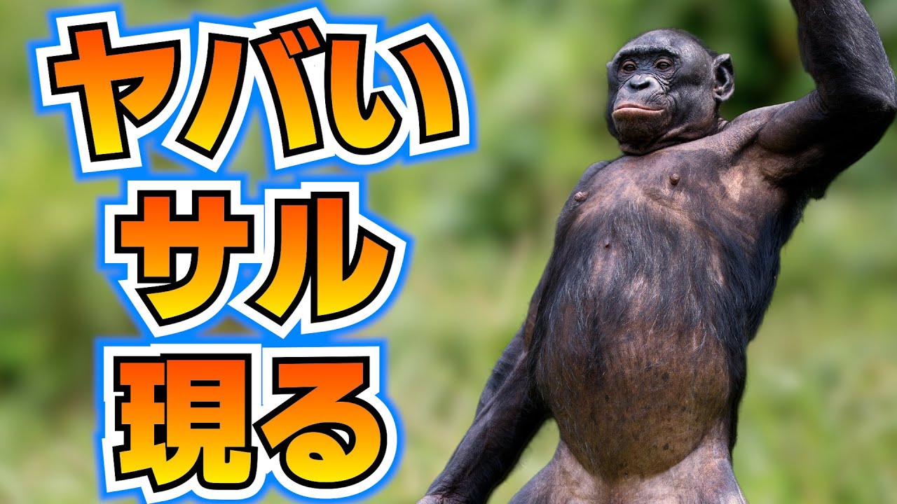 謎のサル、素晴らしい方法で平和を築く