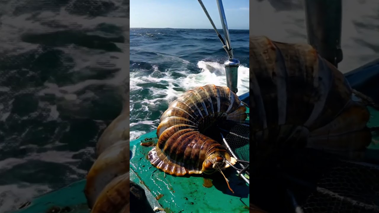 STRANGE creature caught by fishermen🤯🌊