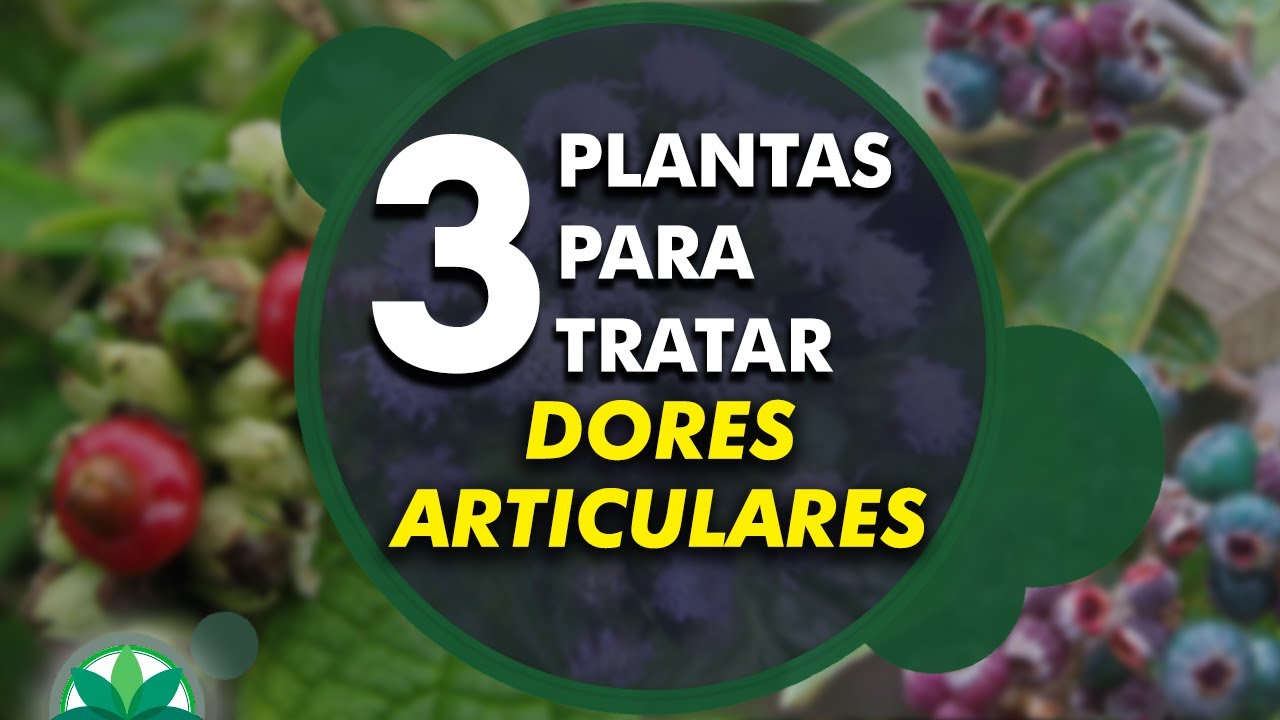 3 plantas para tratar dores articulares!