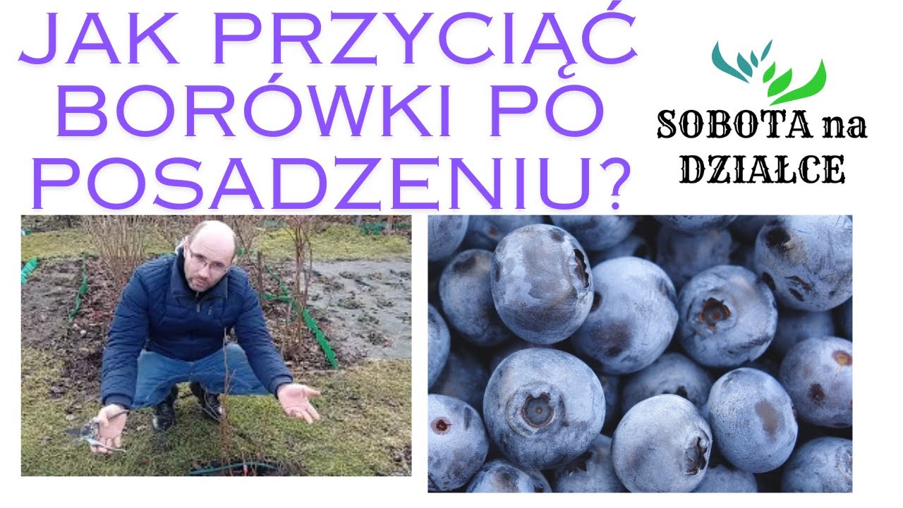 Cięcie borówki amerykańskiej po posadzeniu.