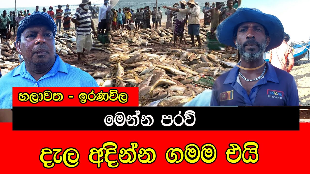 මෙන්න පරව් දැල අදින්න ගමම එයි #mojonewslk #trending #fishing  #fish