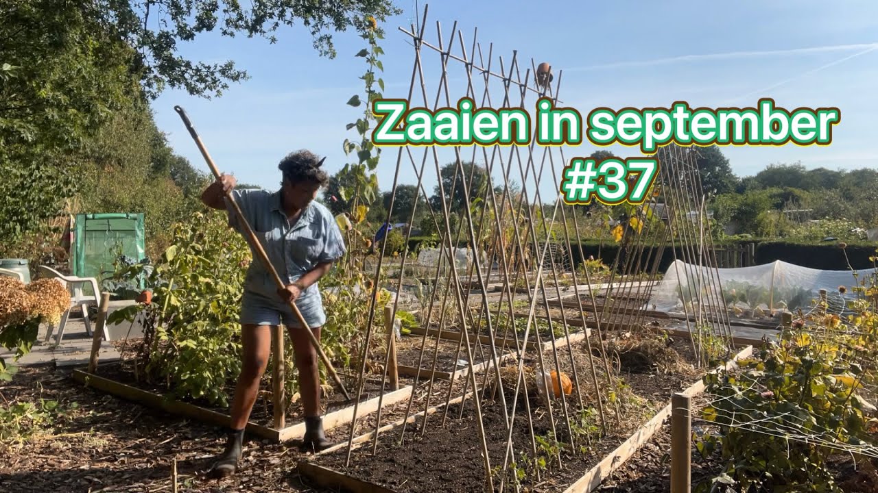 Mijn moestuin avontuur #37 Zaaien in september, wisselteelt en voorbereiden najaar.