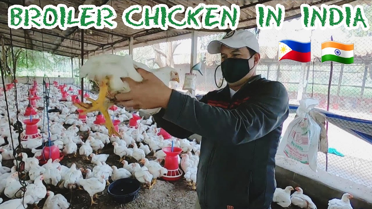 Mabilis Yumaman sa CONTRACT GROWING Broiler Chicken farm  sa India. Poultry farming in India
