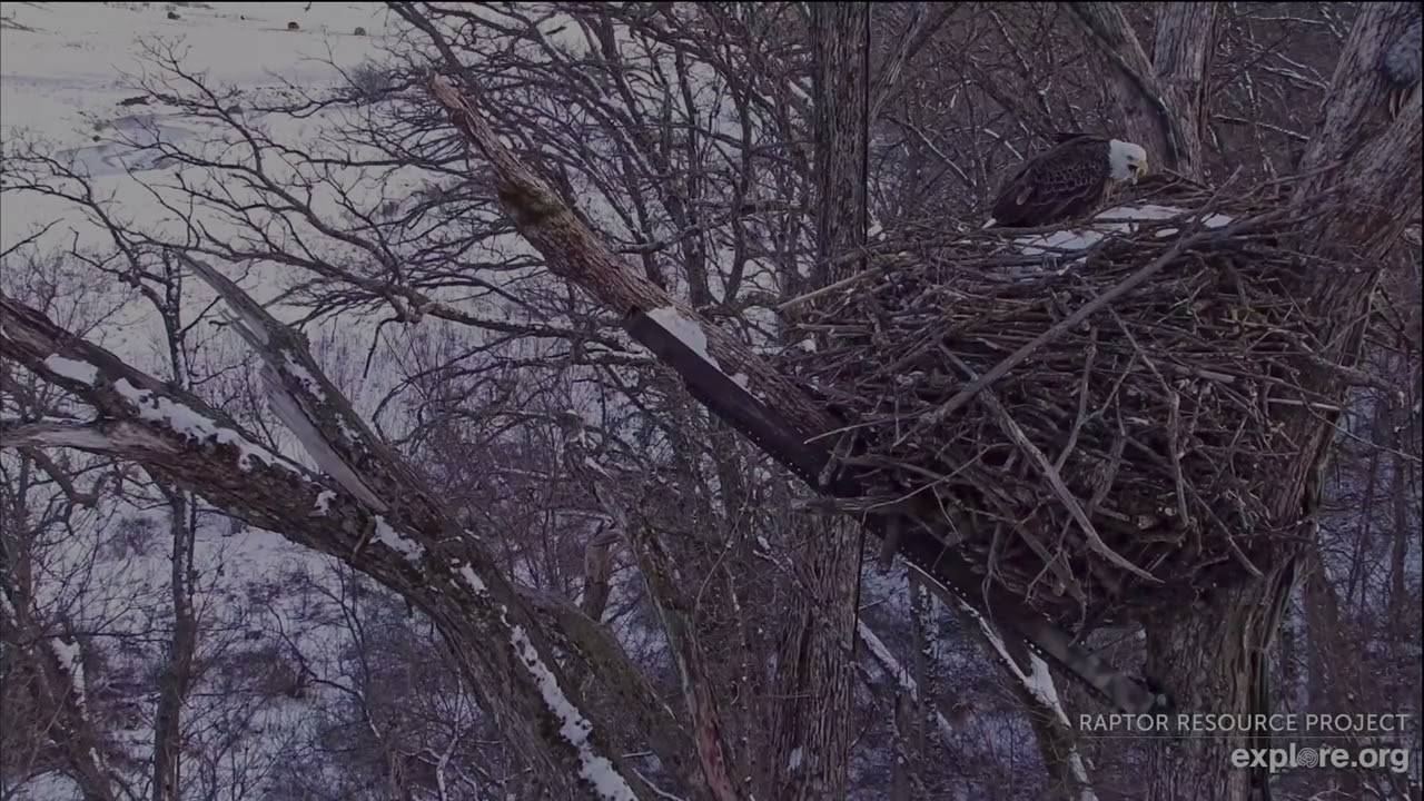 Decorah North Eagles 1-19-26 Mr  North to nest followed by  SA