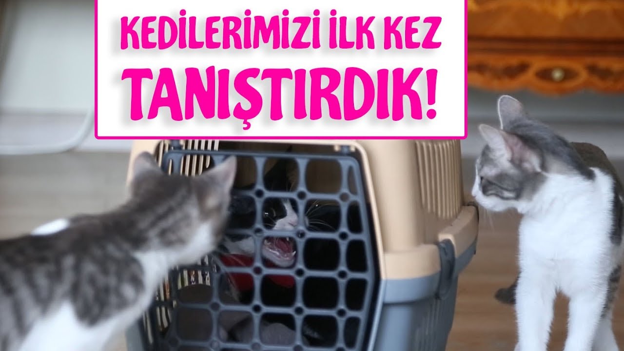 Eve Yeni Kedi Geldi (ALIŞTIRMA)