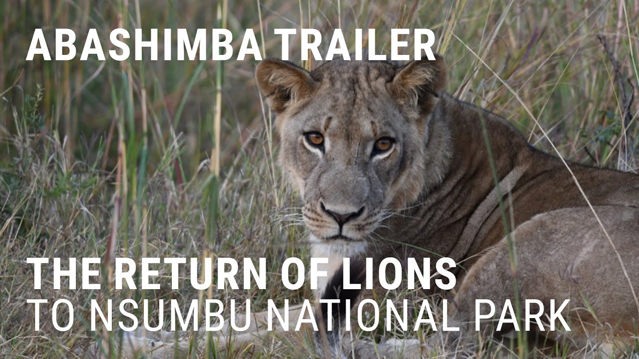 Abashimba Trailer: The return of lions to Nsumbu National Park