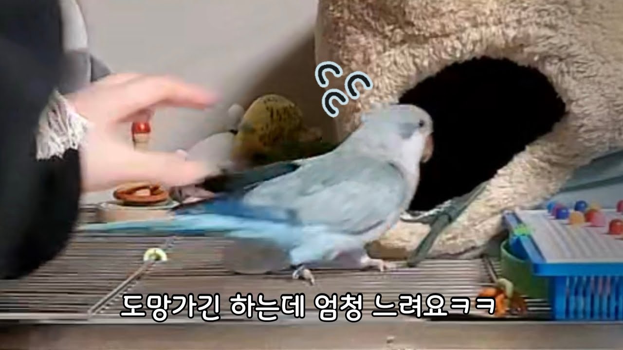 🐦꾸꾸잡! 1탄 | 느려도 잡지 않는 잡기 놀기