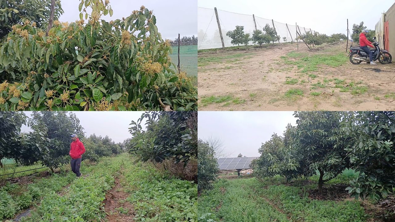الحياة اليومية فلاحية القروية أشجار أفوكادو 🥑