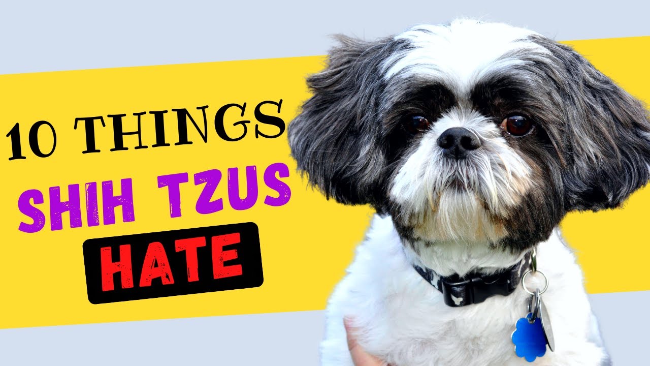 10 Things Shih Tzu's Hate - Try To Avoid The Ones That You Can!