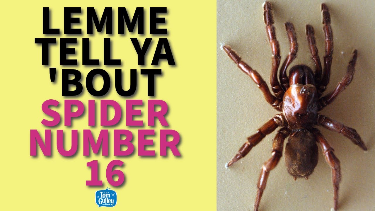 Lemme Tell Ya 'Bout Spider Number 16 - The Longest-Living Spider Ever Recorded
