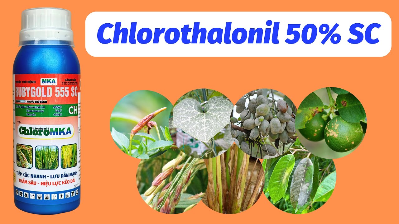 Sản phẩm chứa hoạt chất Chlorothalonil 50% dạng SC kết Hexaconazole | Quản lý nấm bệnh giá rẻ