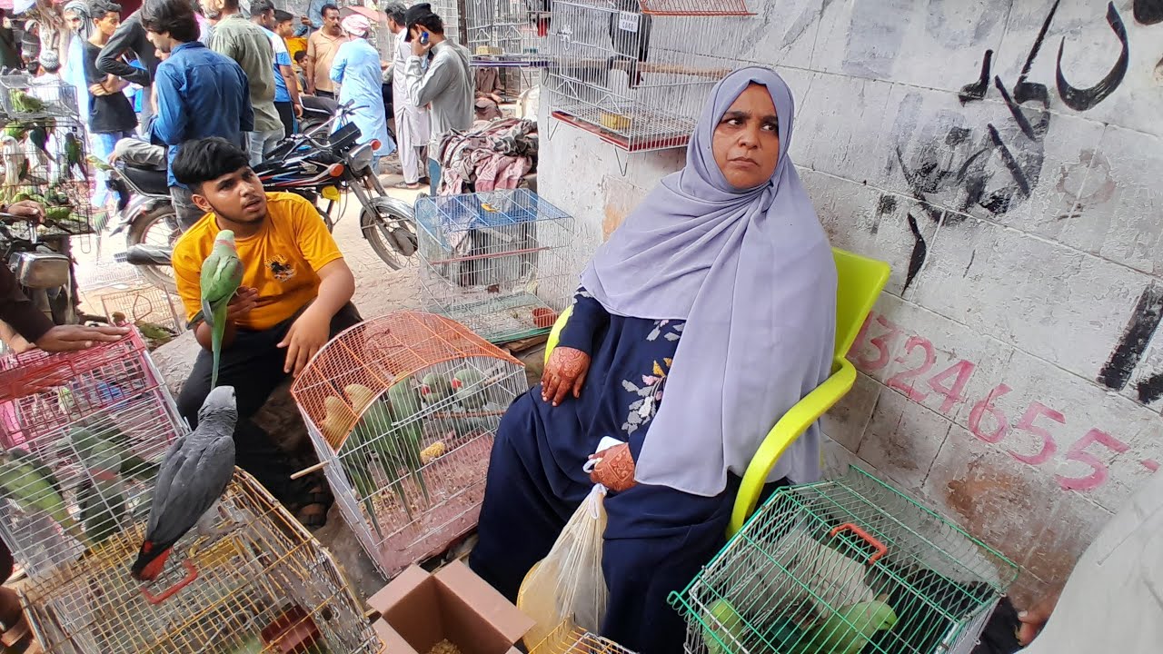 Biggest Parrots Market in karachi | Lalukhet Birds Market 19-1-2025 Latest Update