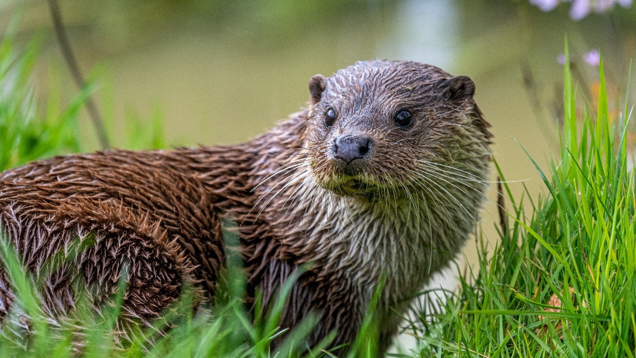 10 Hours Of Beautiful Otters And Nature Sounds - Ambience - Meditation - Stress Relief