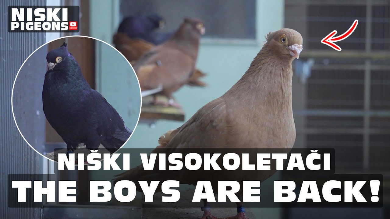 Serbian Niski Highflyer - Wing Claps & Coos  My Male Pigeons Are Showing Off!