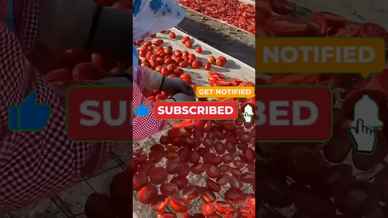 How Sun-Dried Tomatoes Are Made | Turning Cheap Tomatoes into a Premium Product