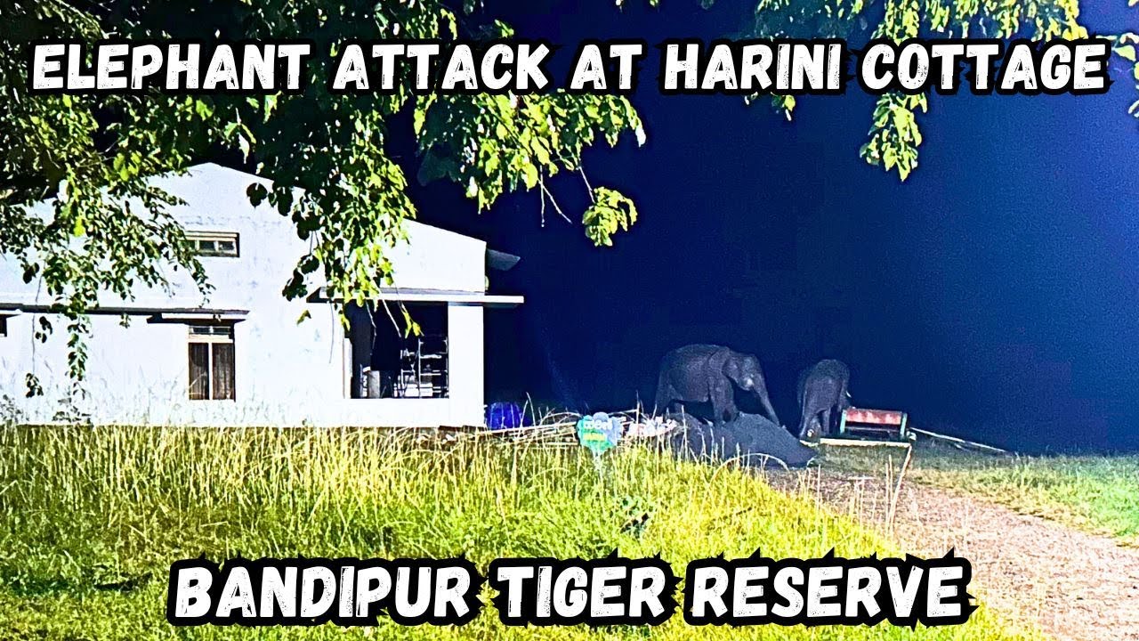 Elephant Attack at Harini Cottage in Bandipur | Shocking Wildlife Encounter
