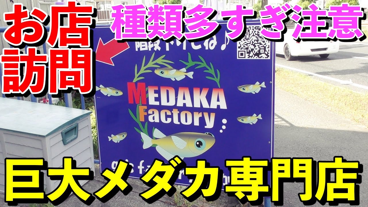 【アクアリウム】巨大メダカ専門店に行ってみた件