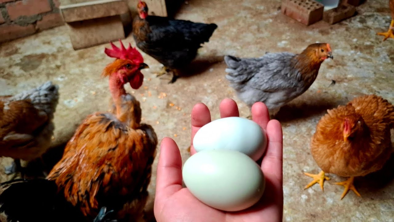 Cómo hacer para que tus gallinas pongan huevo todos los días