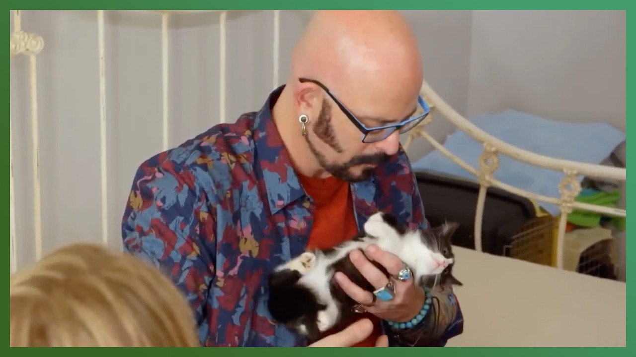 How to Manage Aggressive Cats With Multiple Pets | My Cat From Hell | Love Animals