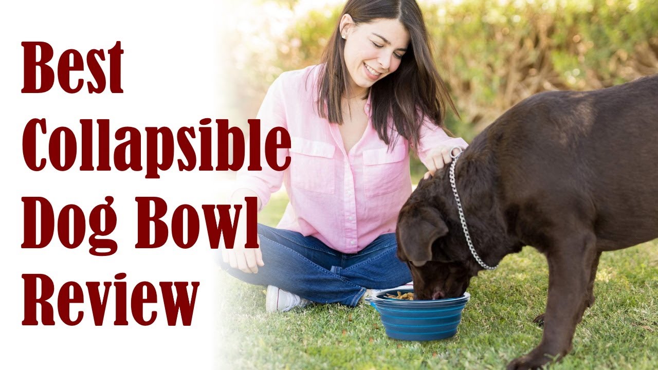 Best Collapsible Dog Bowl Review - Foldable Silicone Pet Travel Water Bowl