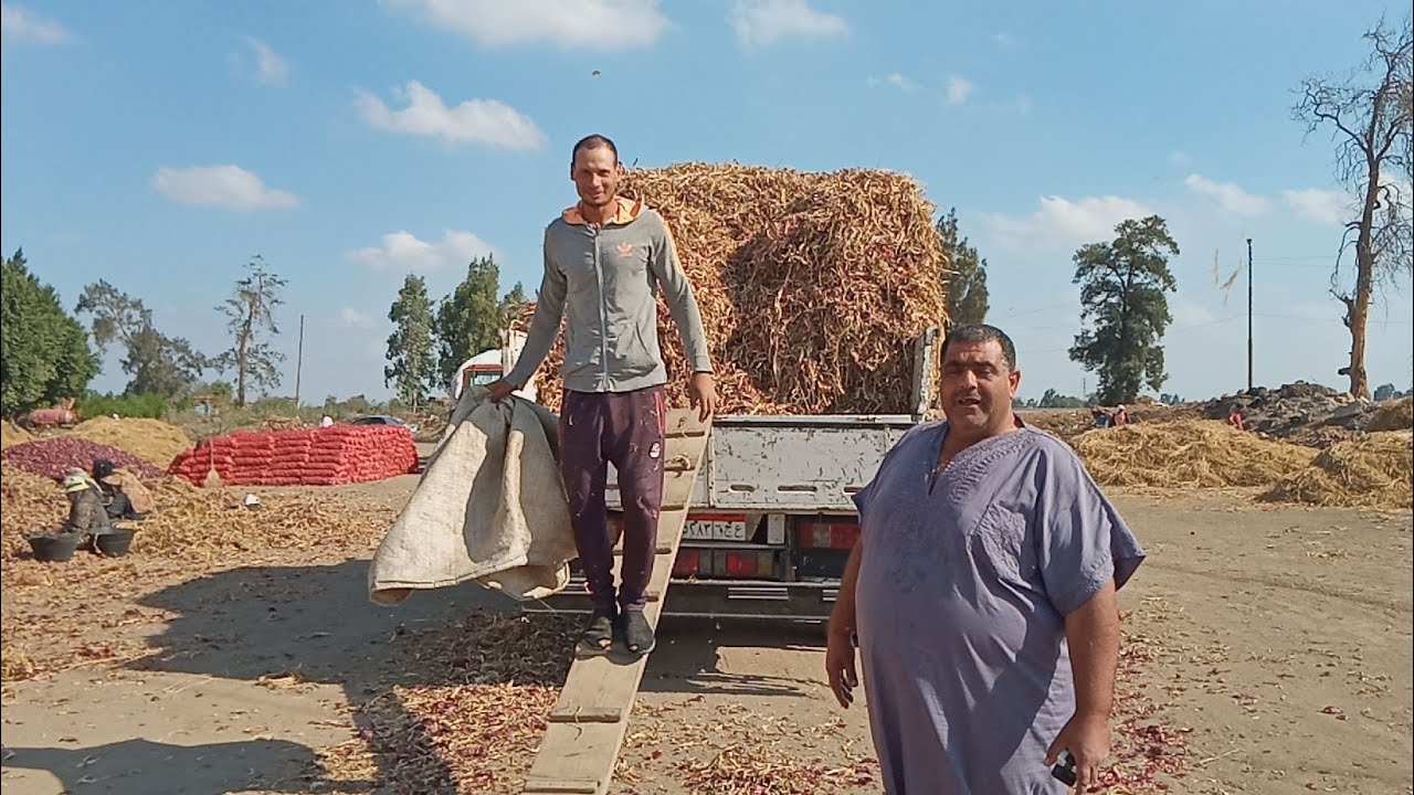 دريس مضاد حيوي للمواشي والاغنام لا يعرفه كثير من المربين وأرخص من التراب