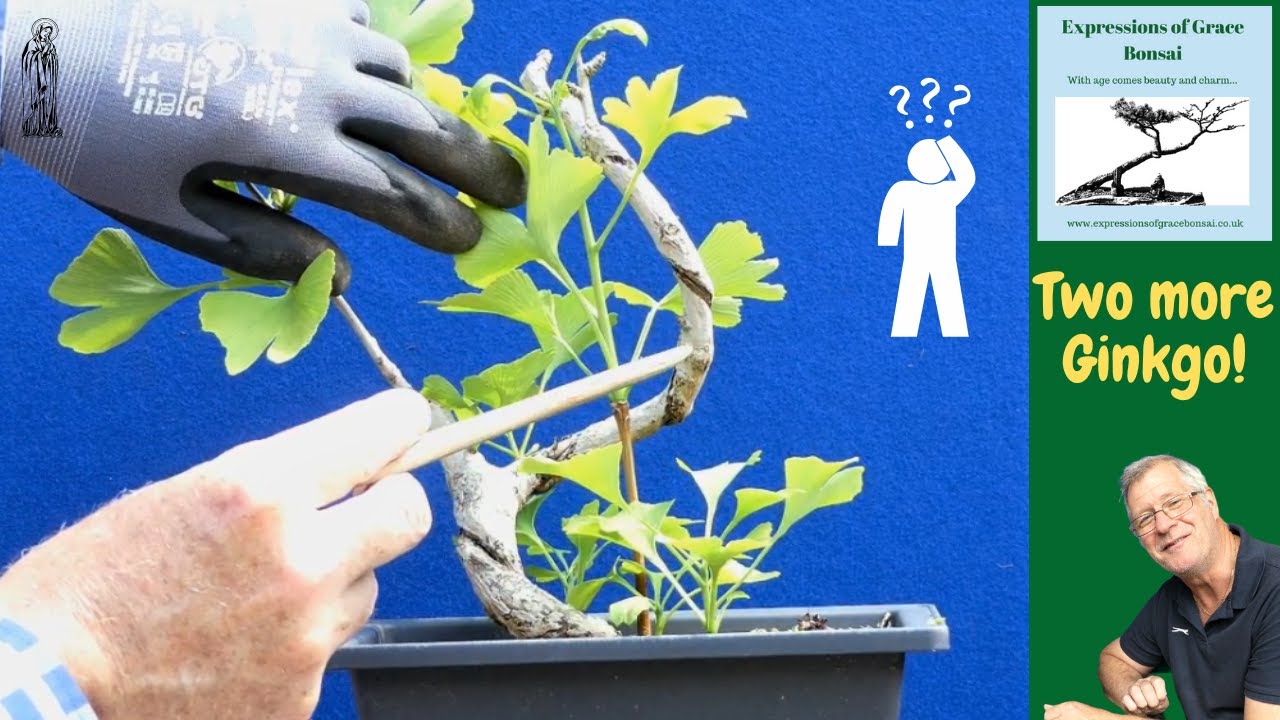 Why growing Ginkgo for Bonsai can be a Challenge BUT is still fun!