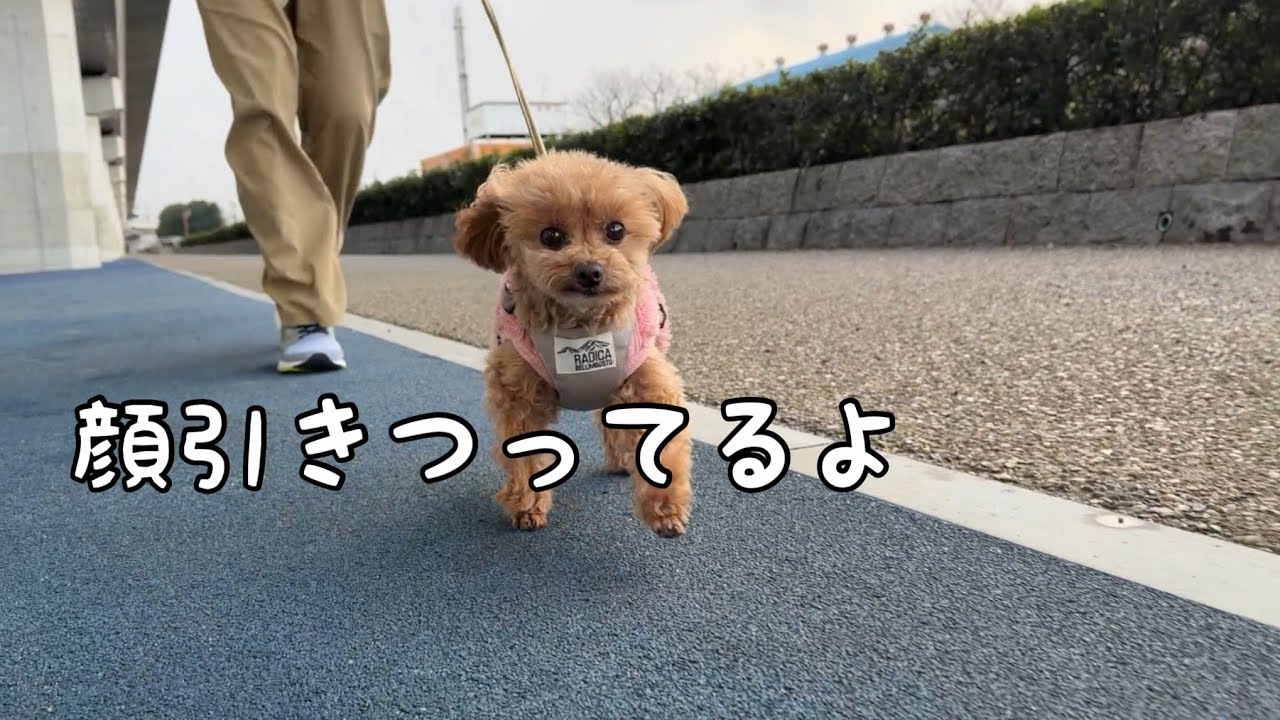 寒がりのくせに、散歩のおねだりが止まらないトイプードル