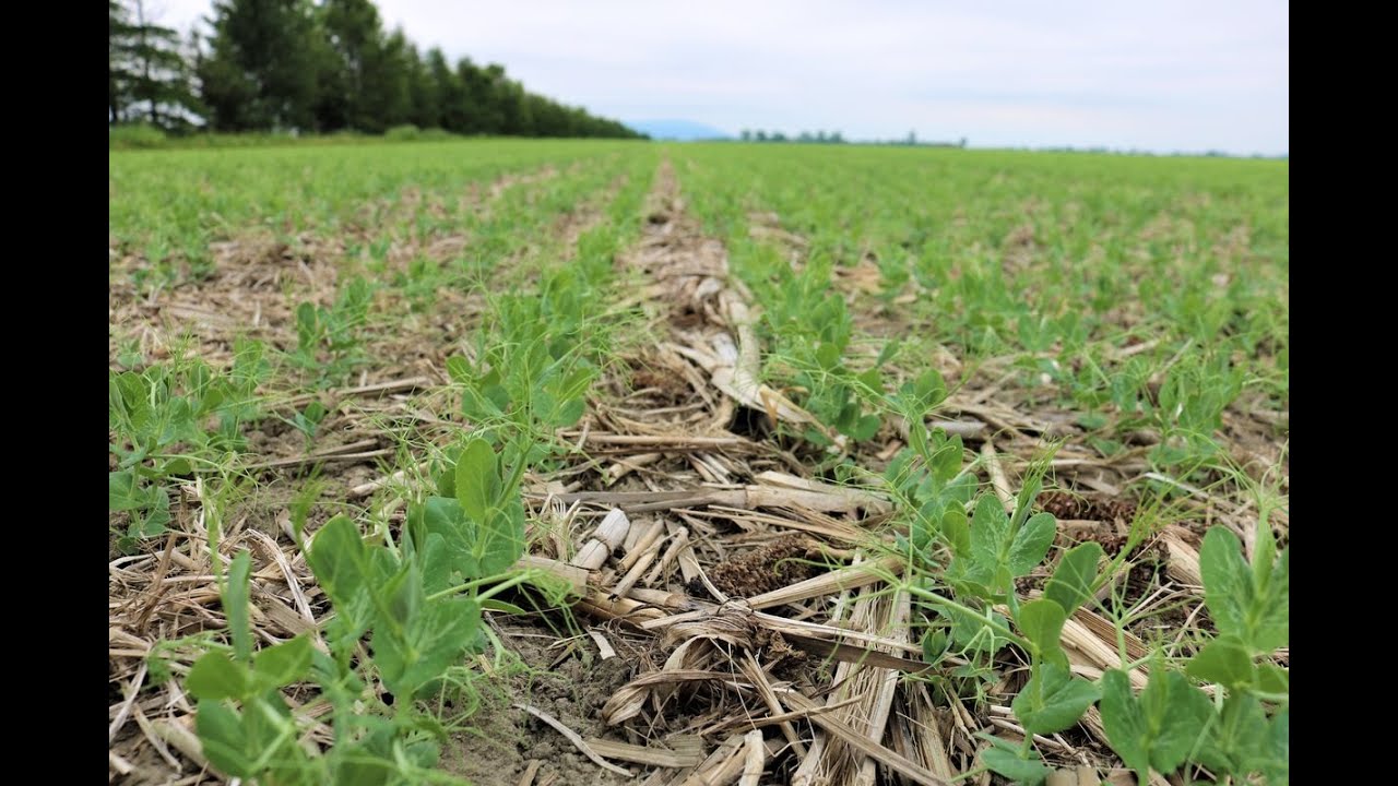 Semis direct : comment bien choisir ses couverts ?