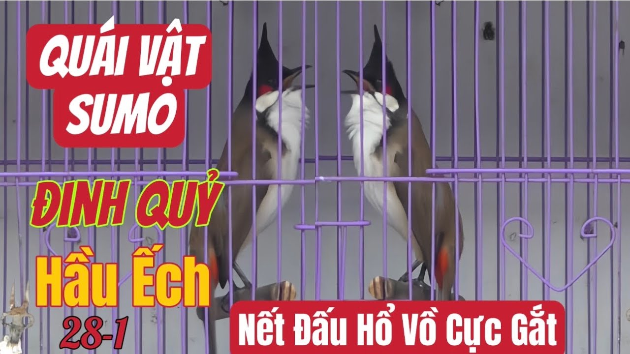QUÁI VẬT SUMO-Đinh Quỷ Hầu Ếch/Nết Đấu Sung Gắt/Lắc Giật Như Cuồng Phong 28.1