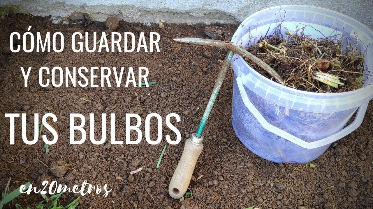 Cómo CONSERVAR BULBOS DE FLORES para que duren AÑOS || en20metros