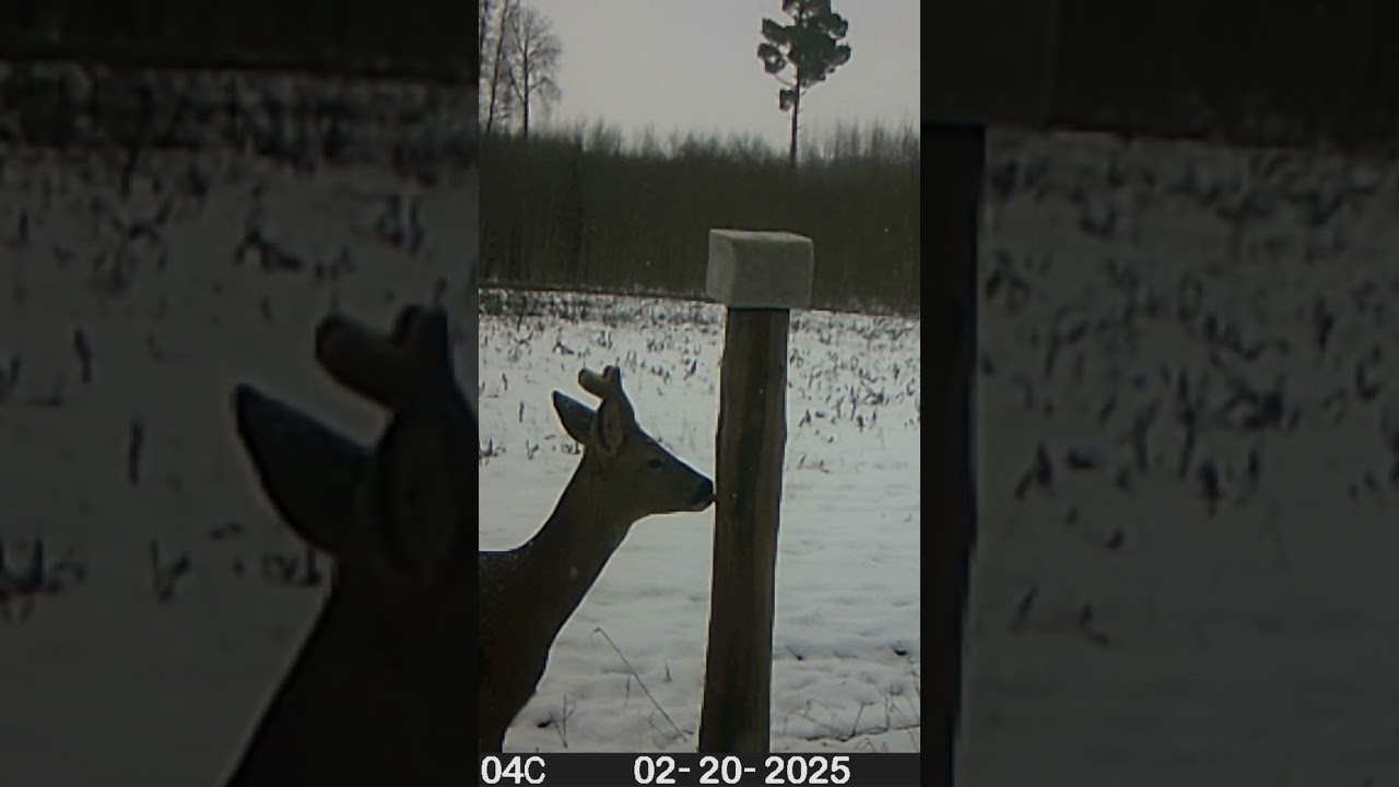 Āzītis #latvija #deer #stirnas #wildlife #trailcamera #nature #hunting #animals #roedeer