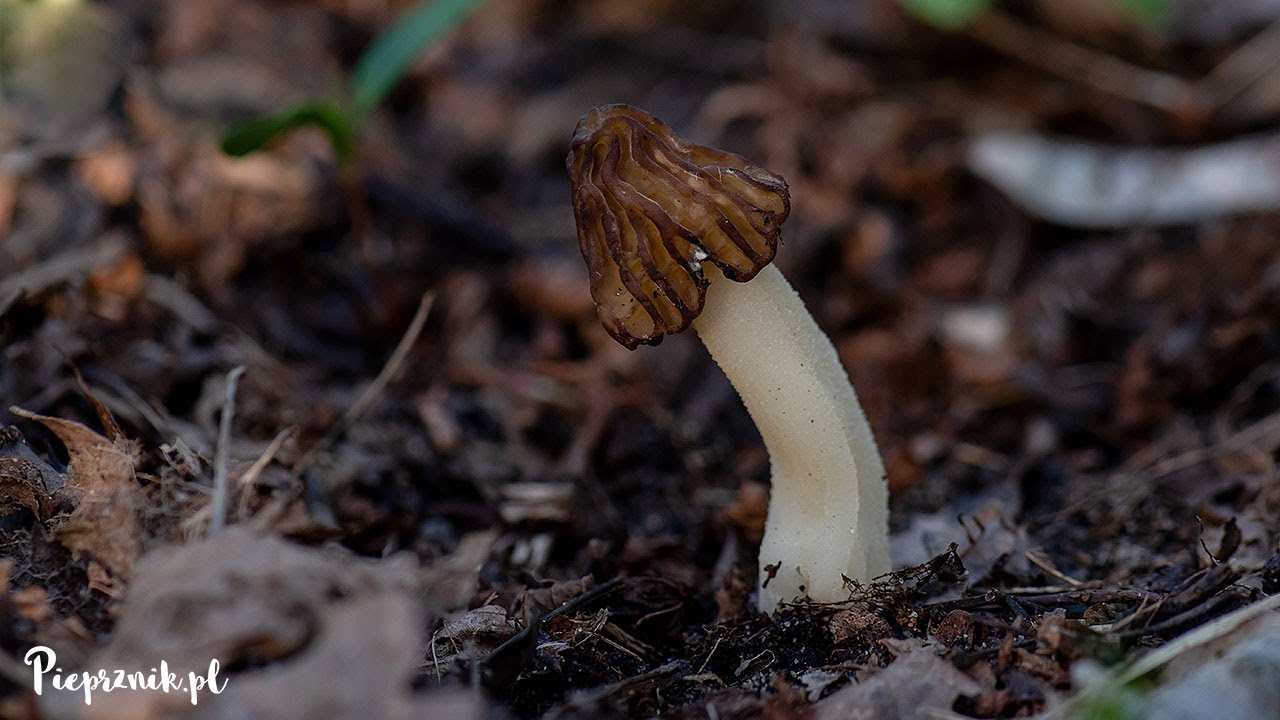 Mitr&oacute;wka p&oacute;łwolna / smardz p&oacute;łwolny (Morchella semilibera)