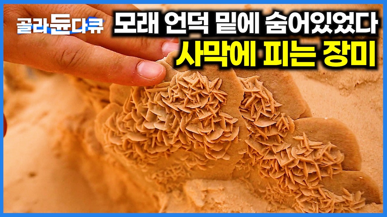 오아시스도 없는 사막에 피는 장미. 일부러 돈 주고 살 정도인 언덕 밑 꽃의 정체｜세계테마기행｜#골라듄다큐