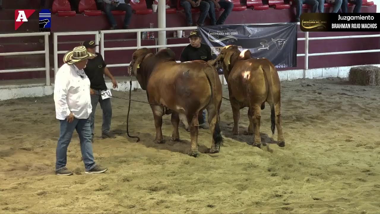 Juzgamiento Brahman Rojo Machos