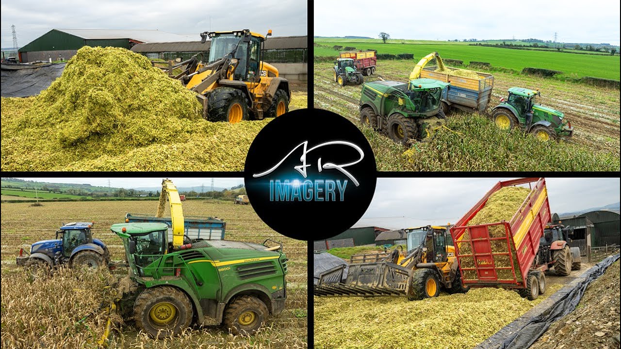 Maize for the Dairy Cows | John Deere 8800i romping through maize | Montgomery Contracts