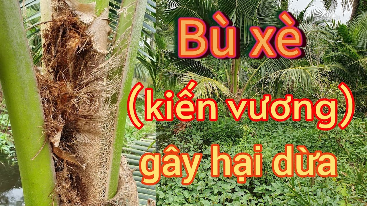 #4 Bù xè gây hại vườn dừa ở mọi thời điểm. 