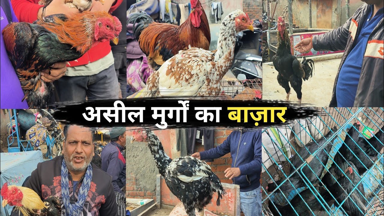 Biggest Aseel murga in india |Jama masjid aseel murga markit