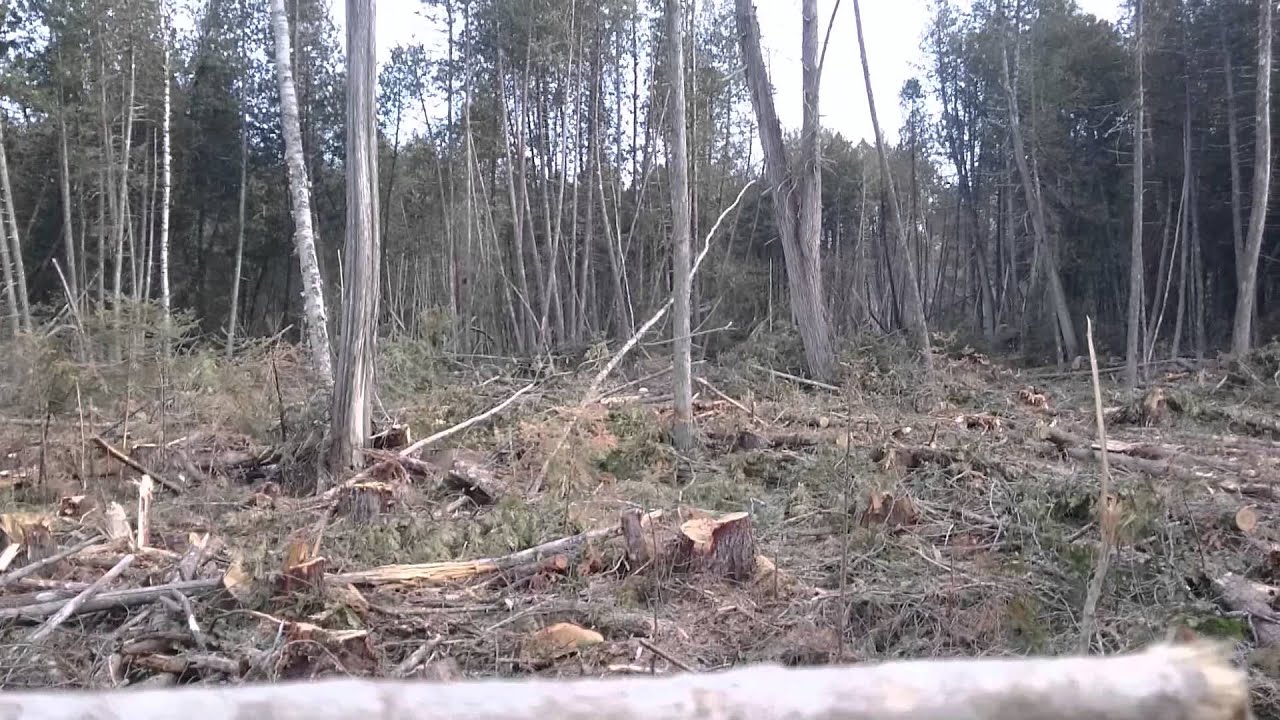 Sasquatch whoops