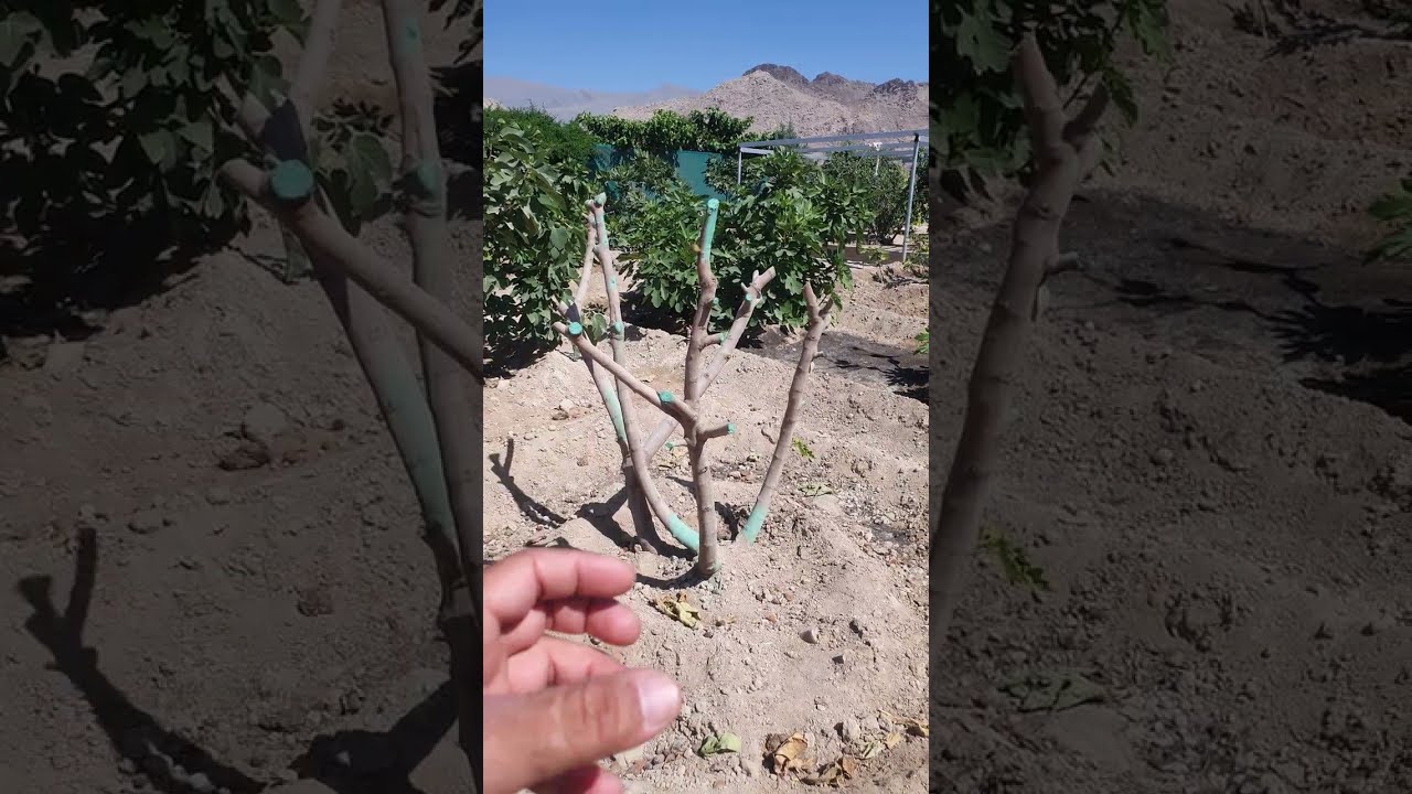 هذا هو وقت تقليم التين المحلي بدول الخليج العربي     باقي الاصناف شهر٩م