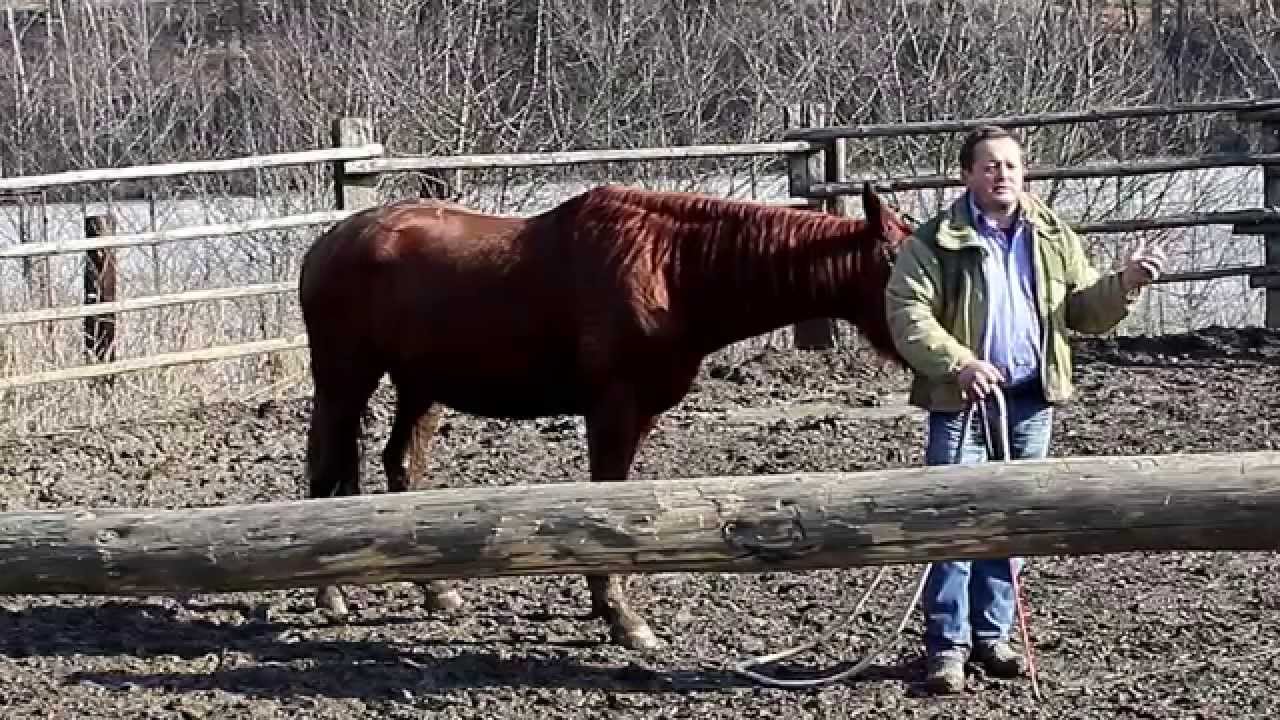 Jak naučit koně klidně stát...