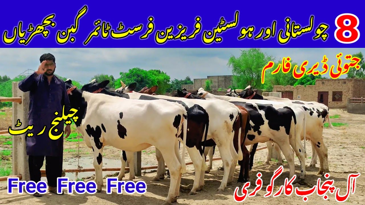 Imported Hf Breed Ki First timer pregnant Heifers For Sale | Jatoi Dairy Farm | 28 Aug 2025