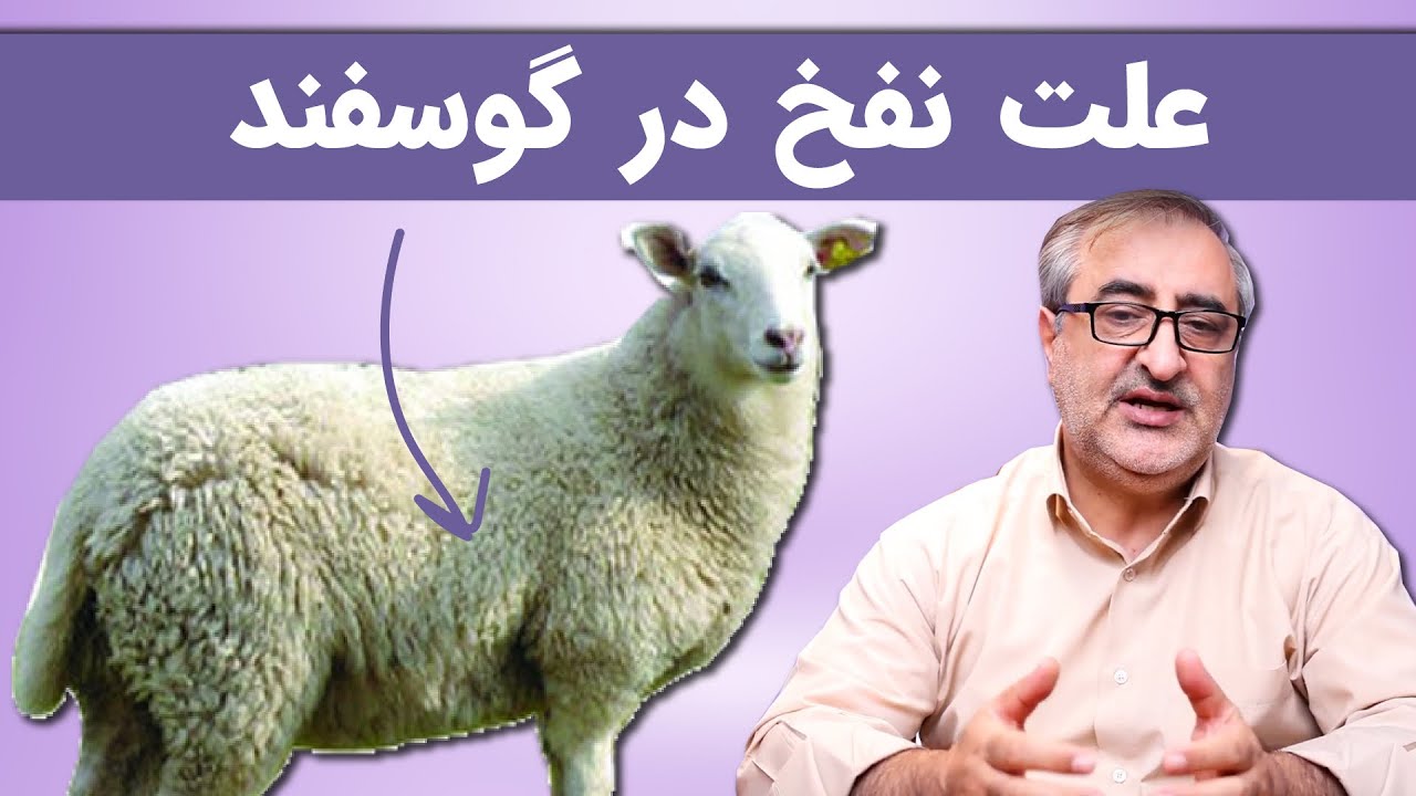 علت نفخ در گوسفند Causes of Bloat in Sheep