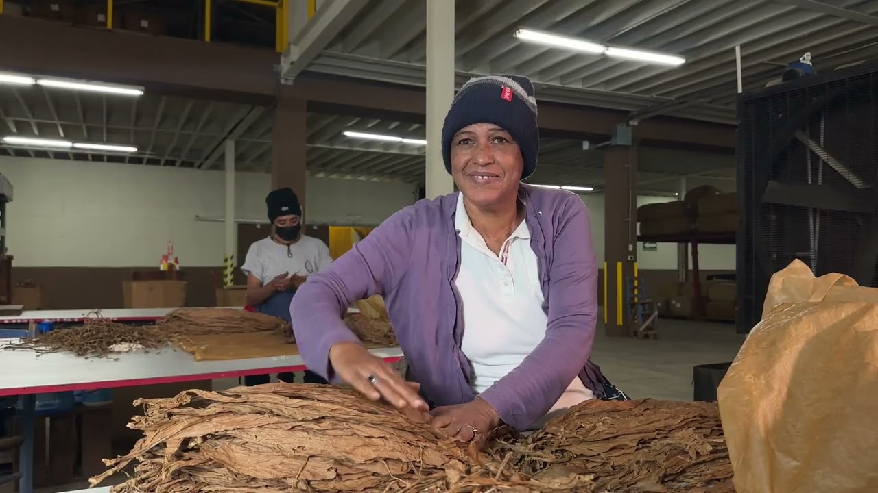50 ANIVERSARIO QUESADA CIGARS