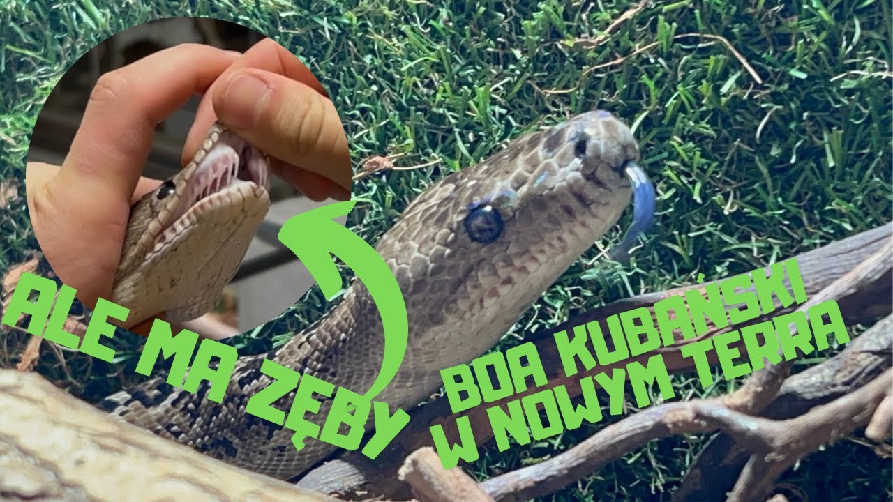 ‼️BOA KUBAŃSKI JUŻ NA HODOWLI ‼️