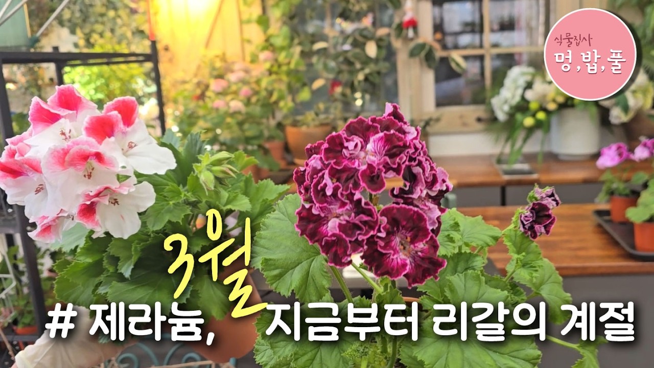 제라늄,3월은 리갈의 계절 #신종리갈제늄 #멍밥풀매장재오픈 #geranium #pelargonium #멍밥풀제라늄