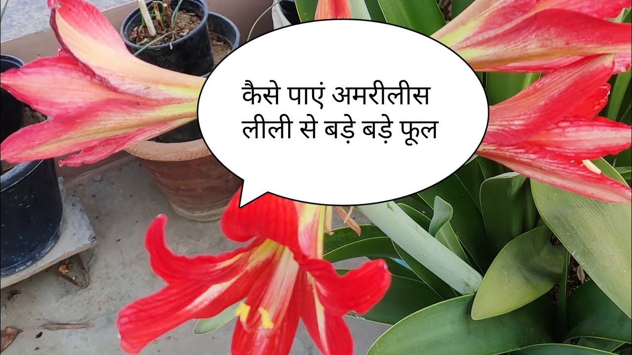 अमेरिलिस लिली के बारे में ATOZ पूरी जानकारी ATOZ complete information about Amaryllis Lily.