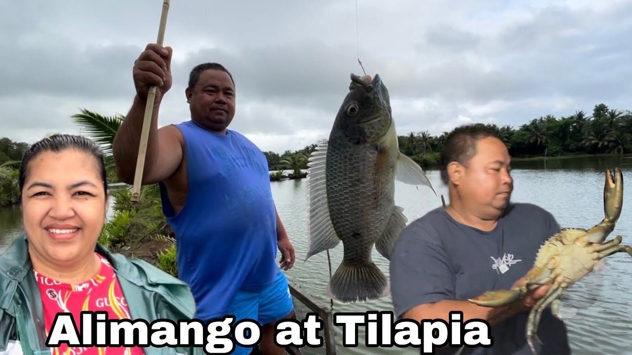 Malalaking Alimango + Saglit lang sunod sunod ang huling Tilapia